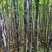 黑皮甘蔗广西甘蔗基地直发基地现砍现发量大从优