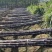 【放心购买】黑皮甘蔗广西甘蔗基地直供量大从优欢迎下单