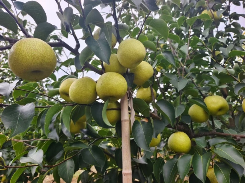 量大果好欢迎采购