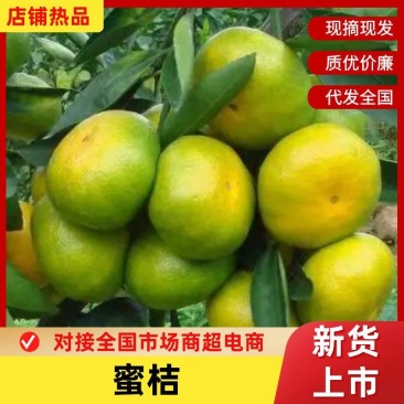 高山蜜桔品种规格齐全看货论价宜昌蜜桔产地直发