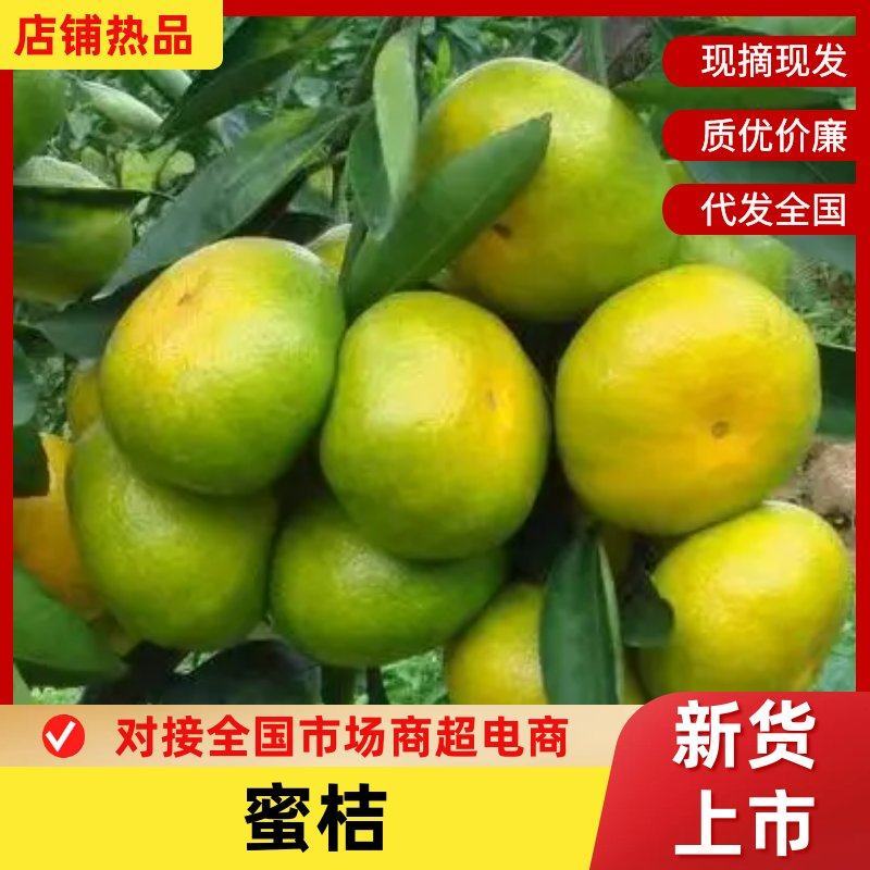 高山蜜桔品种规格齐全看货论价宜昌蜜桔产地直发