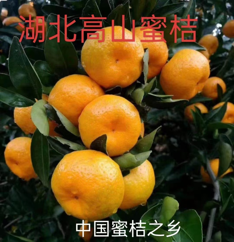 高山蜜桔品种规格齐全看货论价宜昌蜜桔产地直发