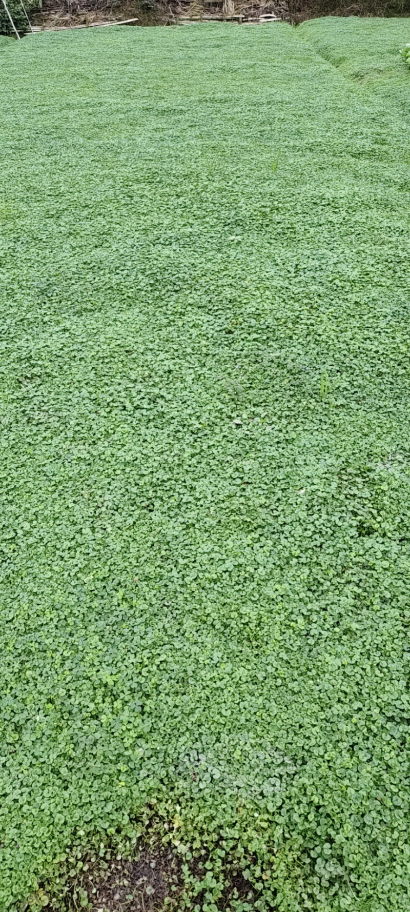 马蹄金草坪