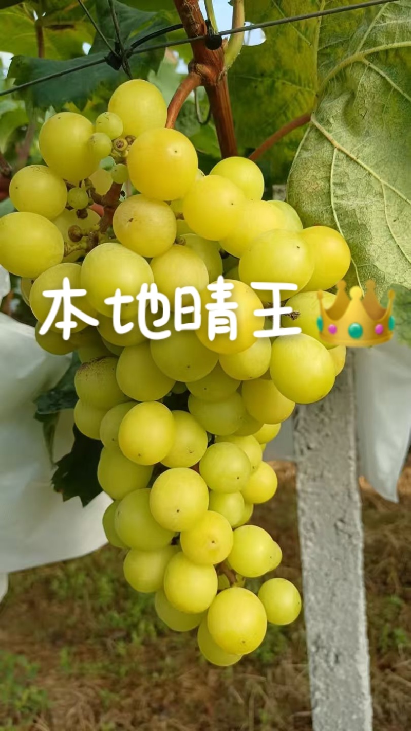 本地晴王
