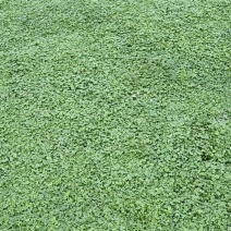 马蹄金草坪