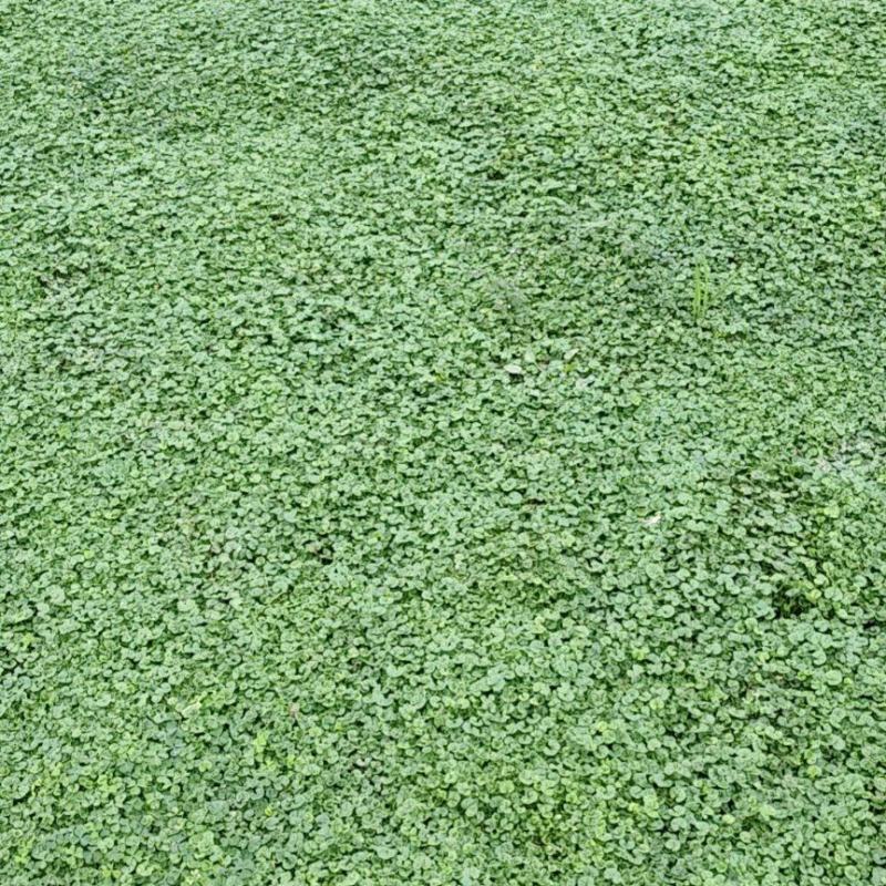 马蹄金草坪