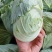 包菜平包菜扁包菜墨玉50京丰一号甘蓝货源稳定代