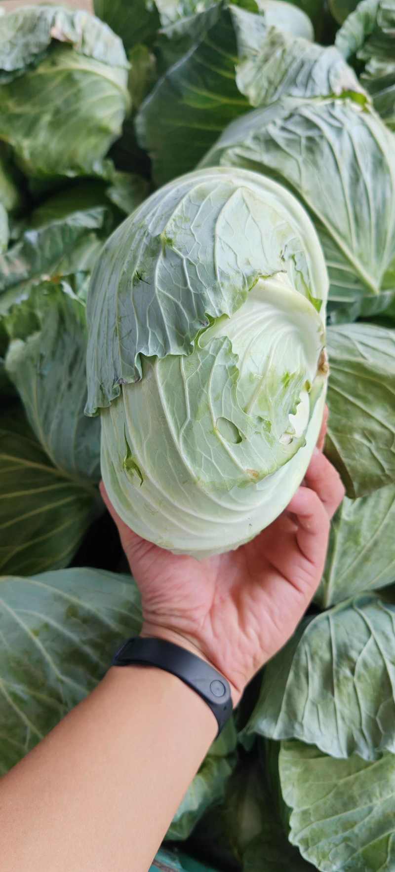 包菜平包菜扁包菜墨玉50京丰一号甘蓝货源稳定代