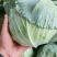 包菜平包菜扁包菜墨玉50京丰一号甘蓝货源稳定代