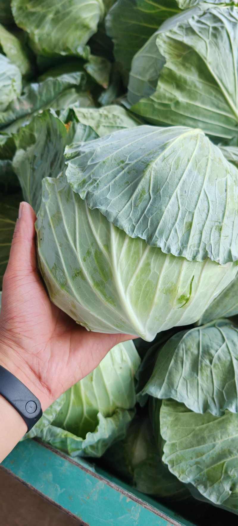 包菜平包菜扁包菜墨玉50京丰一号甘蓝货源稳定代
