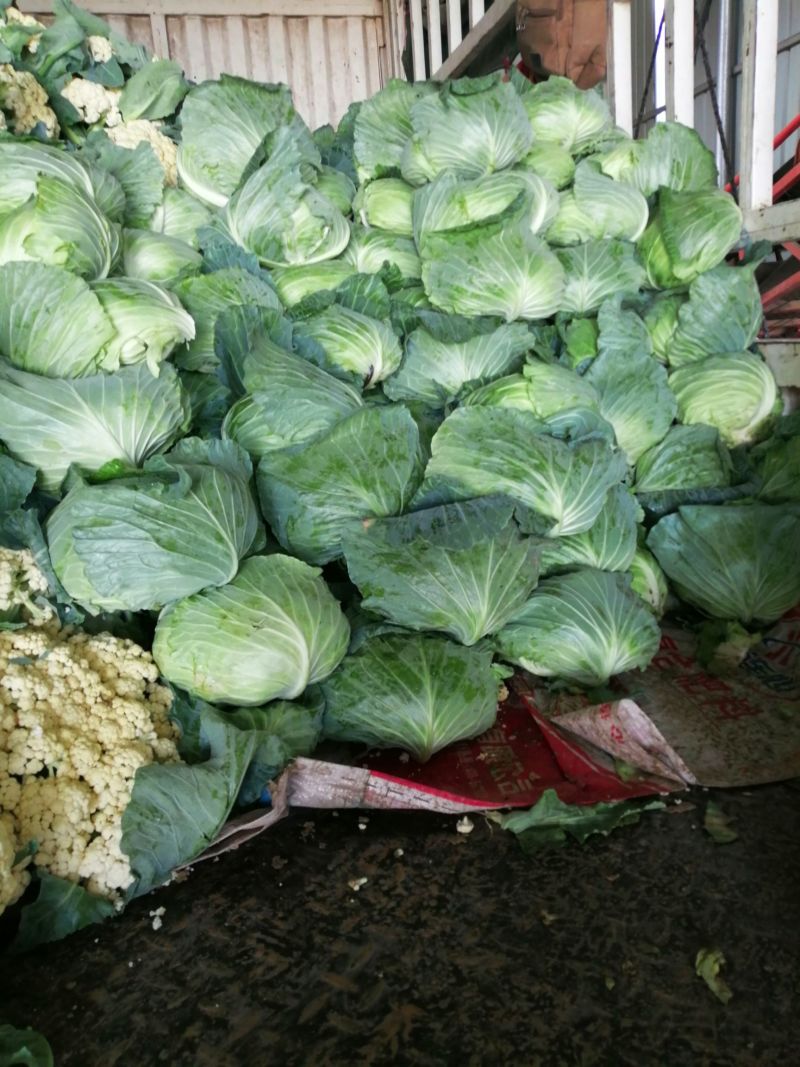 包菜平包菜扁包菜墨玉50京丰一号甘蓝货源稳定代