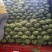 包菜平包菜扁包菜墨玉50京丰一号甘蓝货源稳定代