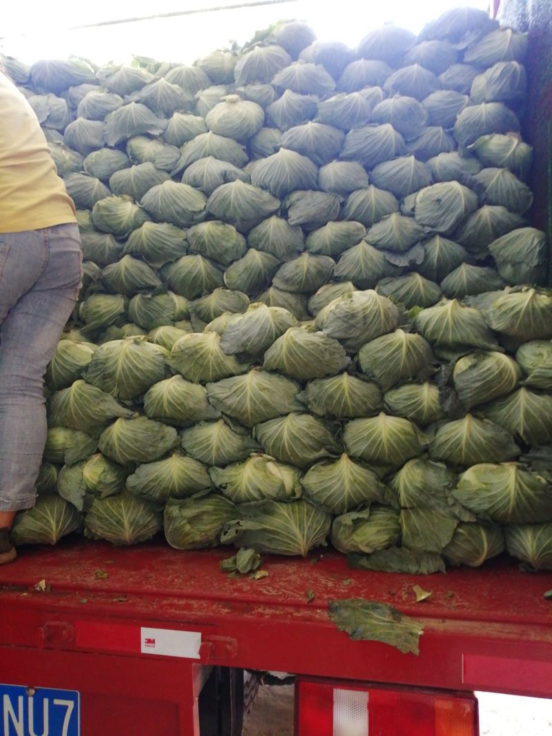 包菜平包菜扁包菜墨玉50京丰一号甘蓝货源稳定代