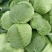 包菜平包菜扁包菜墨玉50京丰一号甘蓝货源稳定代
