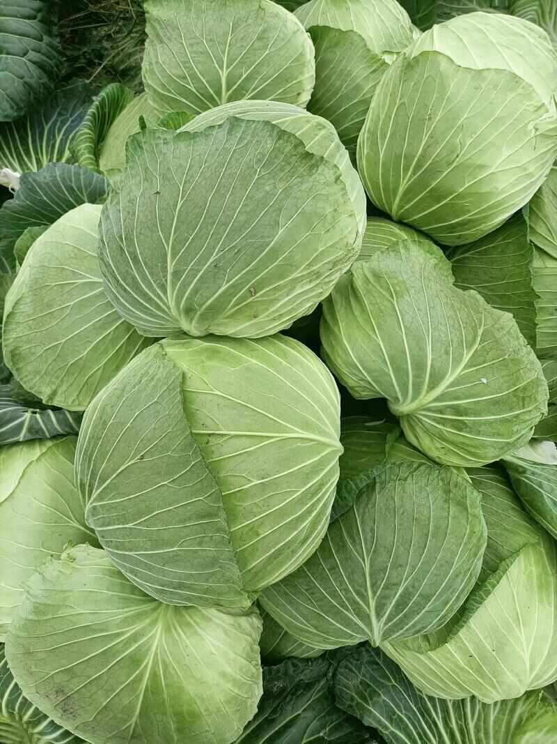 包菜平包菜扁包菜墨玉50京丰一号甘蓝货源稳定代