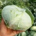 包菜平包菜扁包菜墨玉50京丰一号甘蓝货源稳定代