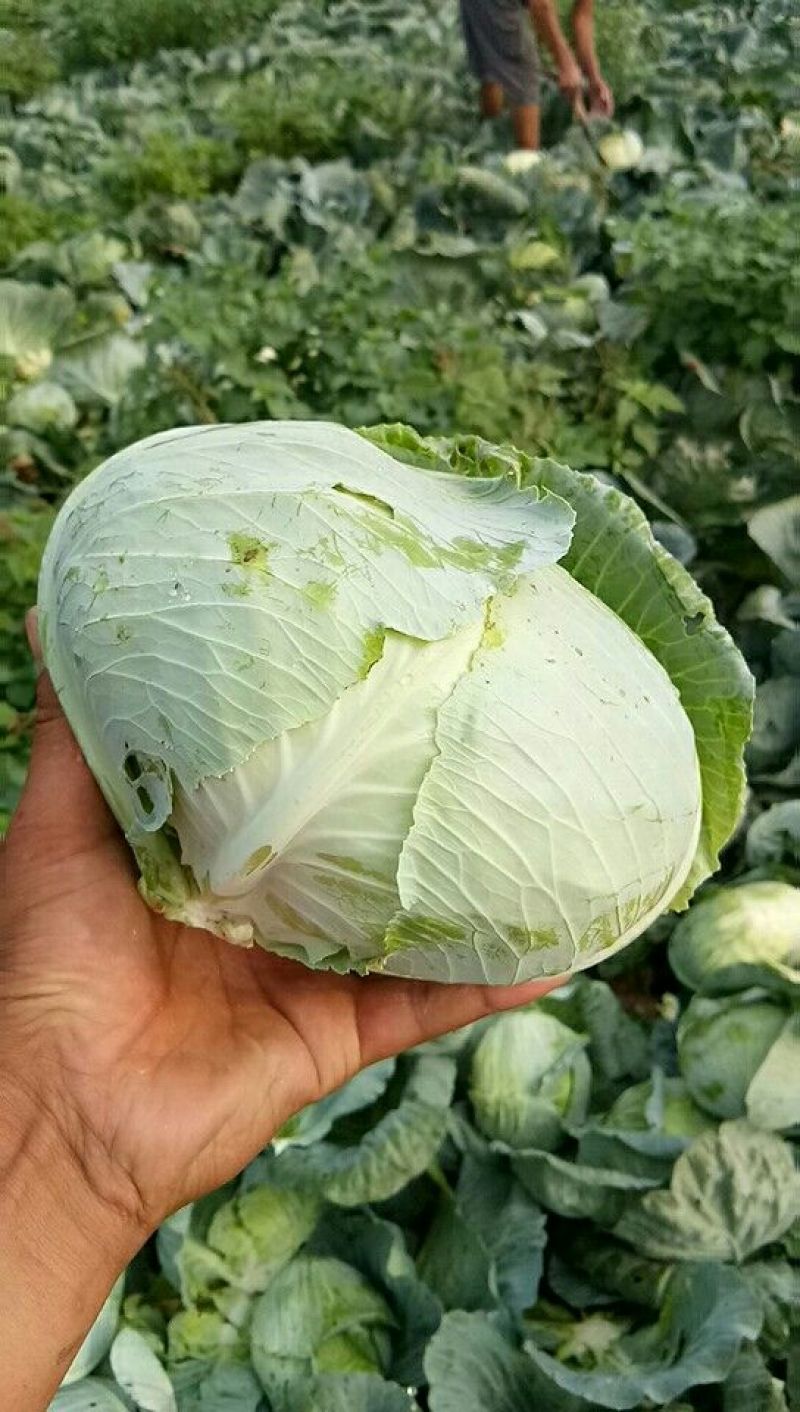 包菜平包菜扁包菜墨玉50京丰一号甘蓝货源稳定代