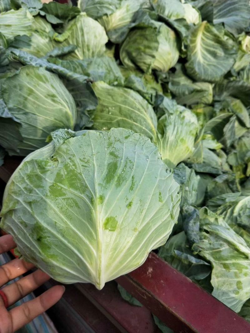 包菜平包菜扁包菜墨玉50京丰一号甘蓝货源稳定代