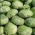 包菜平包菜扁包菜墨玉50京丰一号甘蓝货源稳定代
