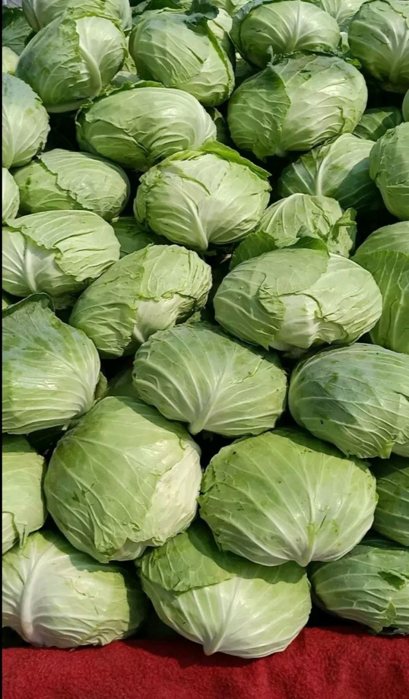 包菜平包菜扁包菜墨玉50京丰一号甘蓝货源稳定代