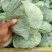 包菜平包菜扁包菜墨玉50京丰一号甘蓝货源稳定代
