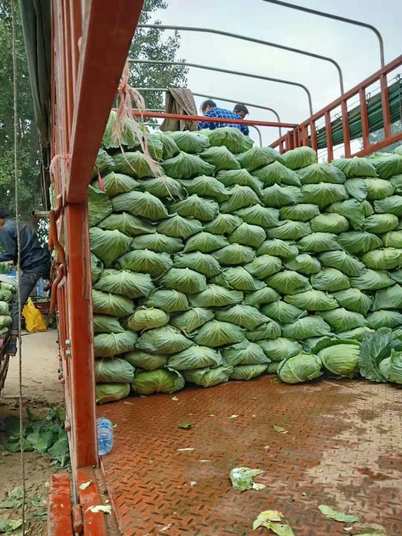 包菜平包菜扁包菜墨玉50京丰一号甘蓝货源稳定代