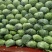 包菜平包菜扁包菜墨玉50京丰一号甘蓝货源稳定代