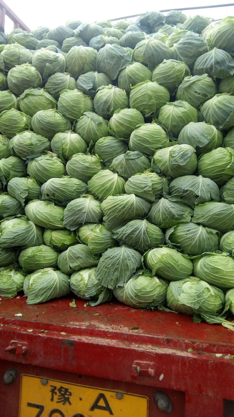 包菜平包菜扁包菜墨玉50京丰一号甘蓝货源稳定代