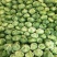 包菜平包菜扁包菜墨玉50京丰一号甘蓝货源稳定代