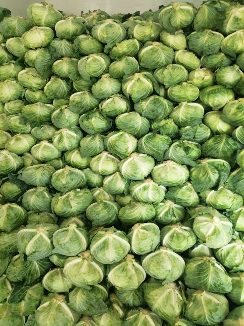 包菜平包菜扁包菜墨玉50京丰一号甘蓝货源稳定代
