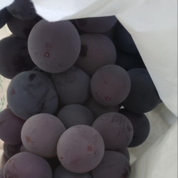 精品套袋巨峰，颗粒大，纯甜，果粉好，送礼佳品