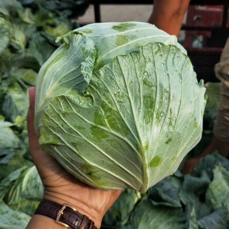 包菜平包菜扁包菜墨玉50京丰一号甘蓝货源稳定代