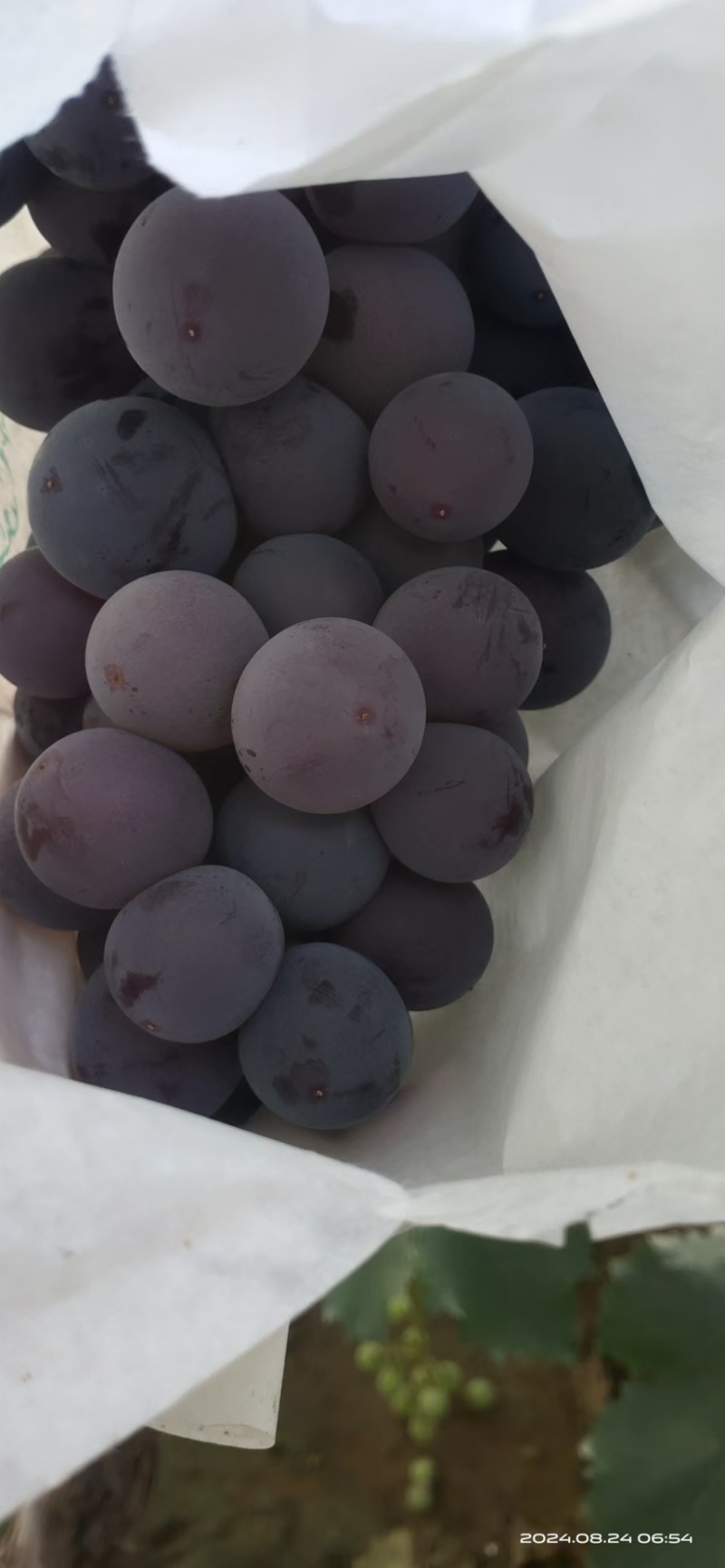 精品套袋巨峰，颗粒大，纯甜，果粉好，送礼佳品