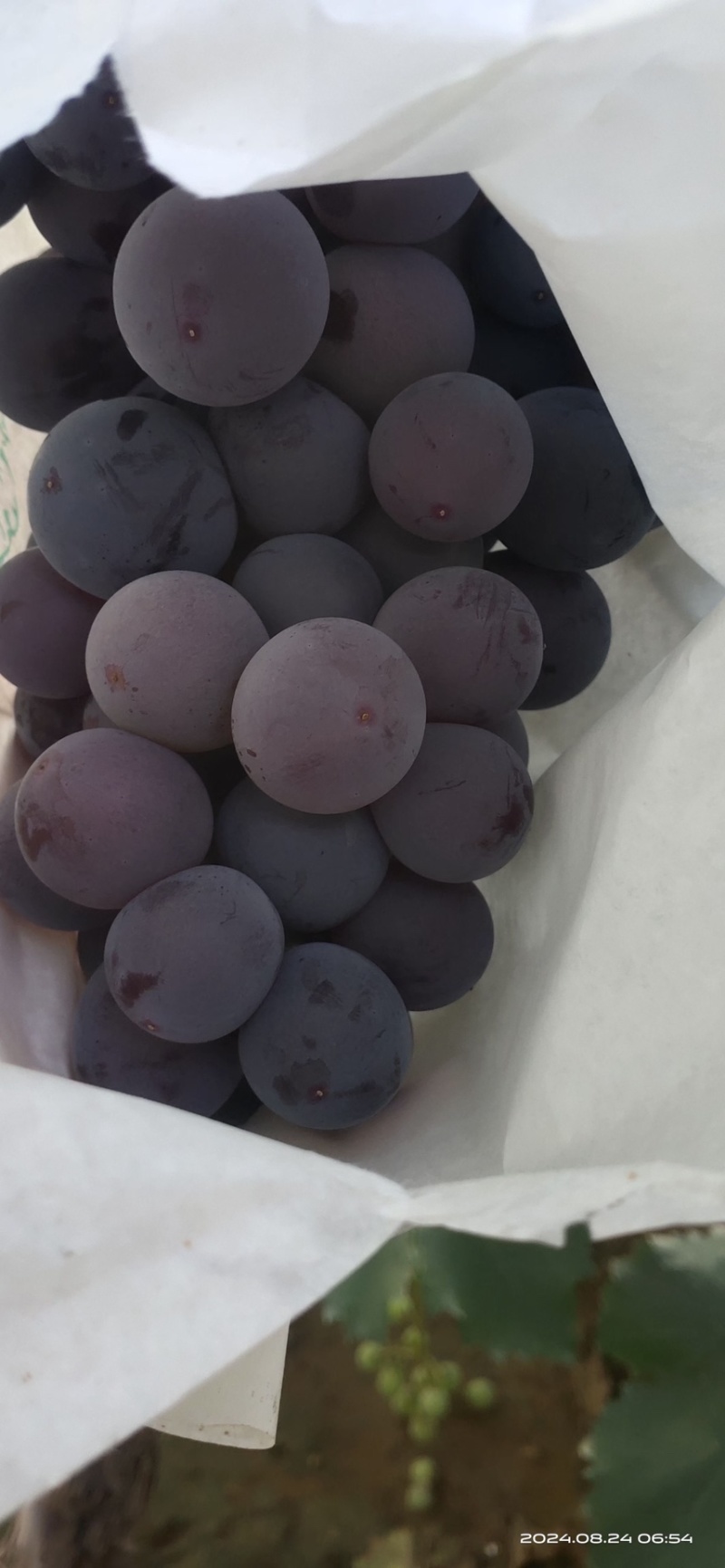 精品套袋巨峰，颗粒大，纯甜，果粉好，送礼佳品