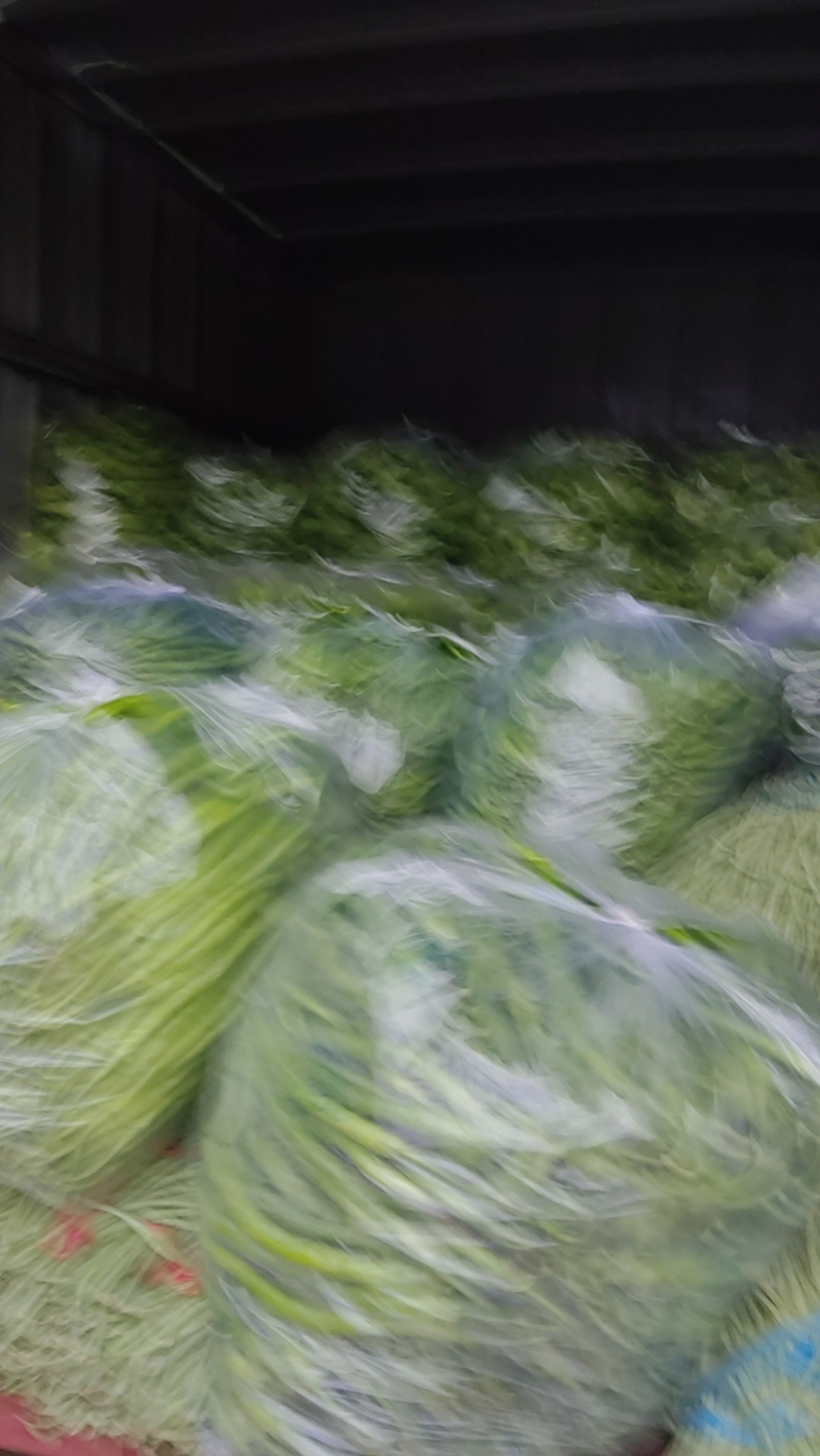 黄皮尖椒山东产区直发保质保量供货对接全国