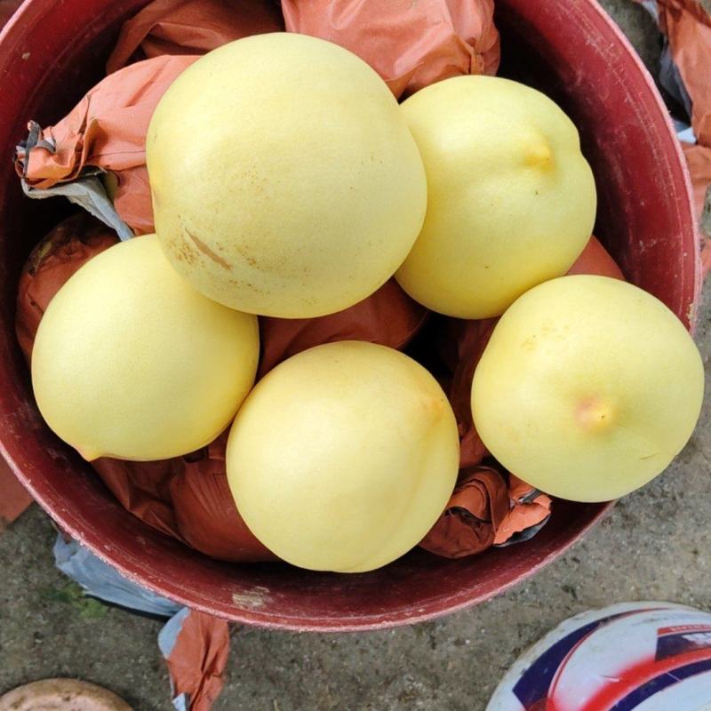 黄油桃