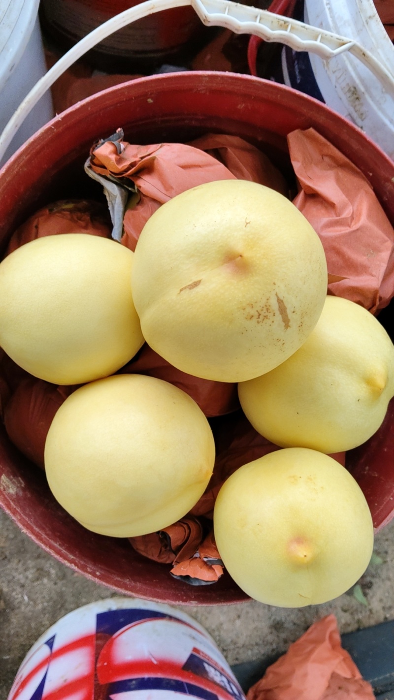 黄油桃