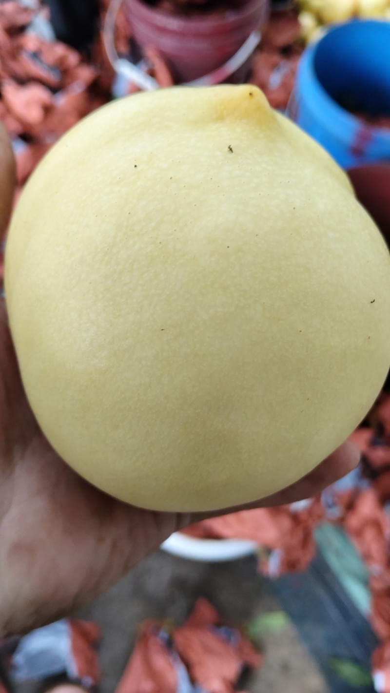 黄油桃