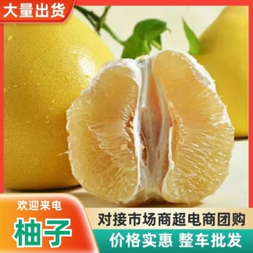 湖北宜昌三红柚沙田柚红柚蜜柚品种齐全果园看货谈价