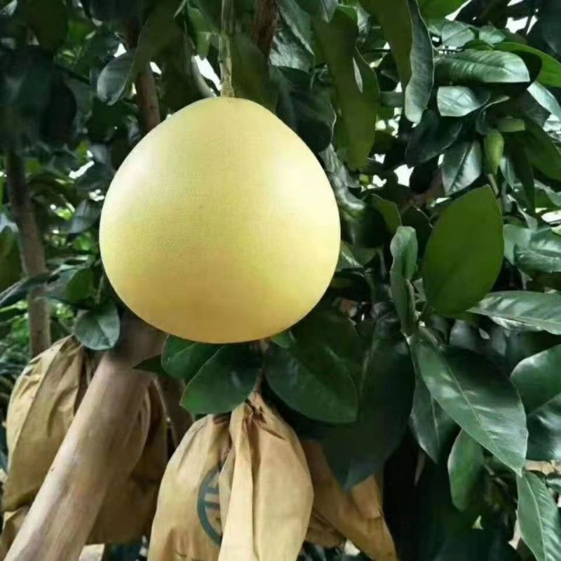 湖北宜昌三红柚沙田柚红柚蜜柚品种齐全果园看货谈价