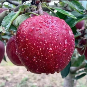 精品花牛苹果口感浓郁，带有高原阳光的清鲜气息