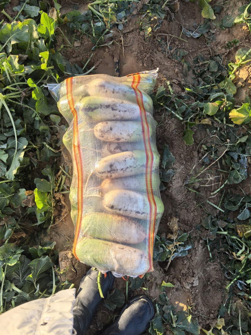 半青萝卜，青头萝卜，南韩萝卜产地发货25年10月