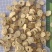 黄芪1.2及1.5以上野生大圆片，量大从优品质保证