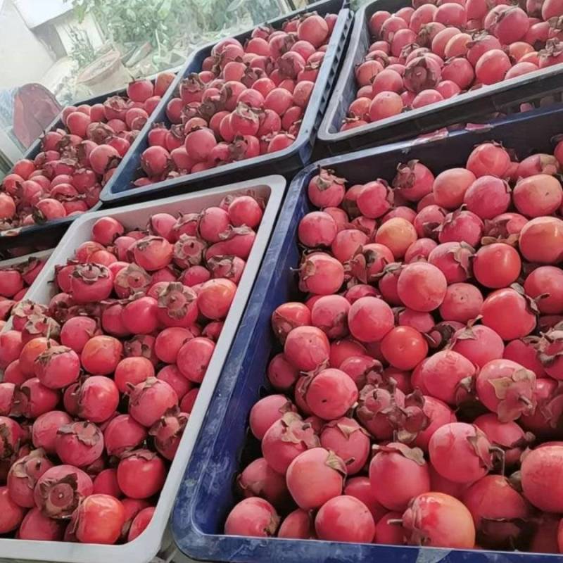 河南省灵宝市万亩柿子吊红，胭脂红火葫芦，大量上市