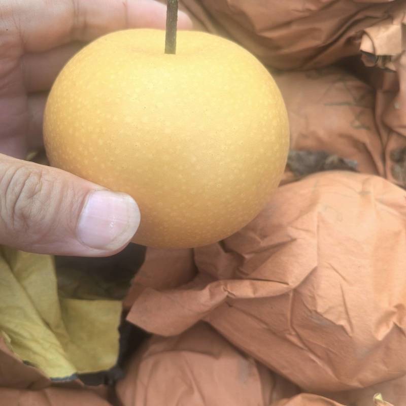 头次，二次大果