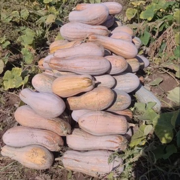 大量供应蜜本南瓜