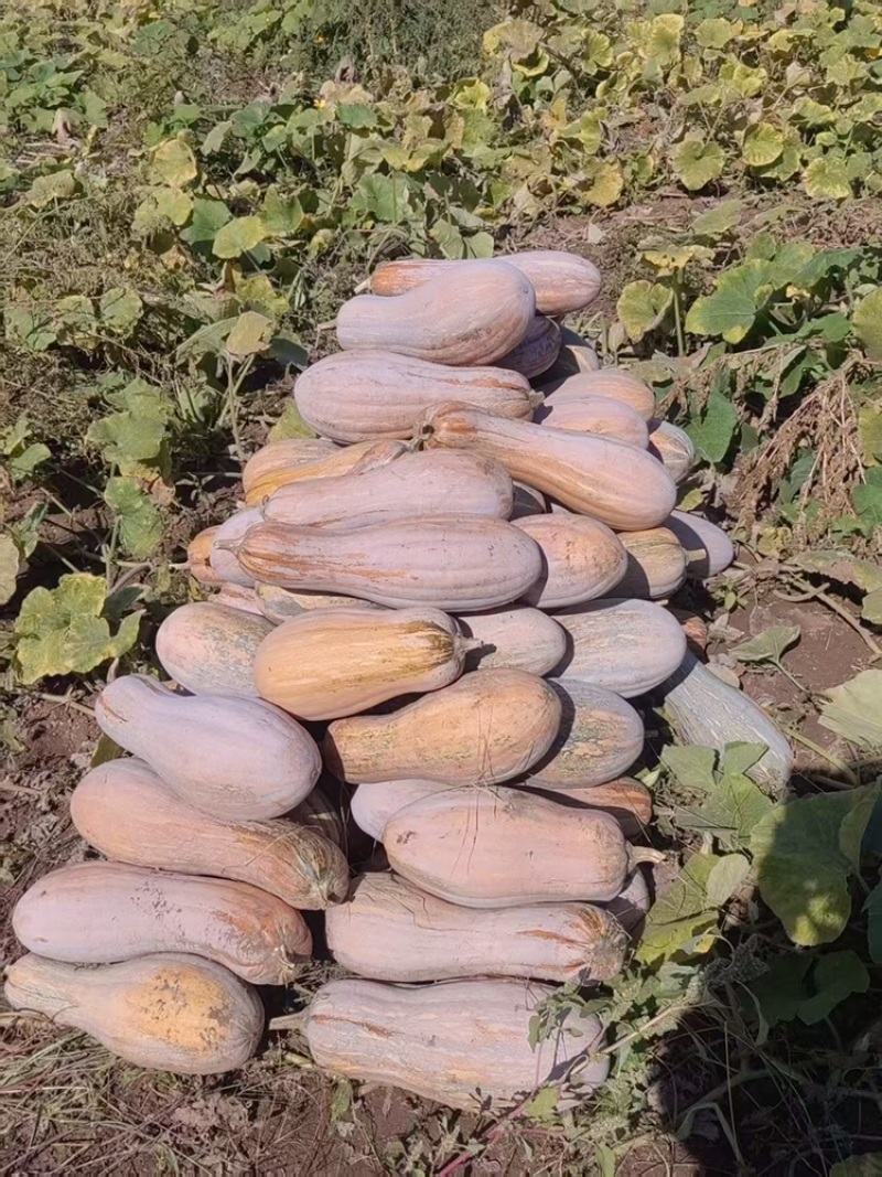 大量供应蜜本南瓜