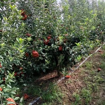 苹果树