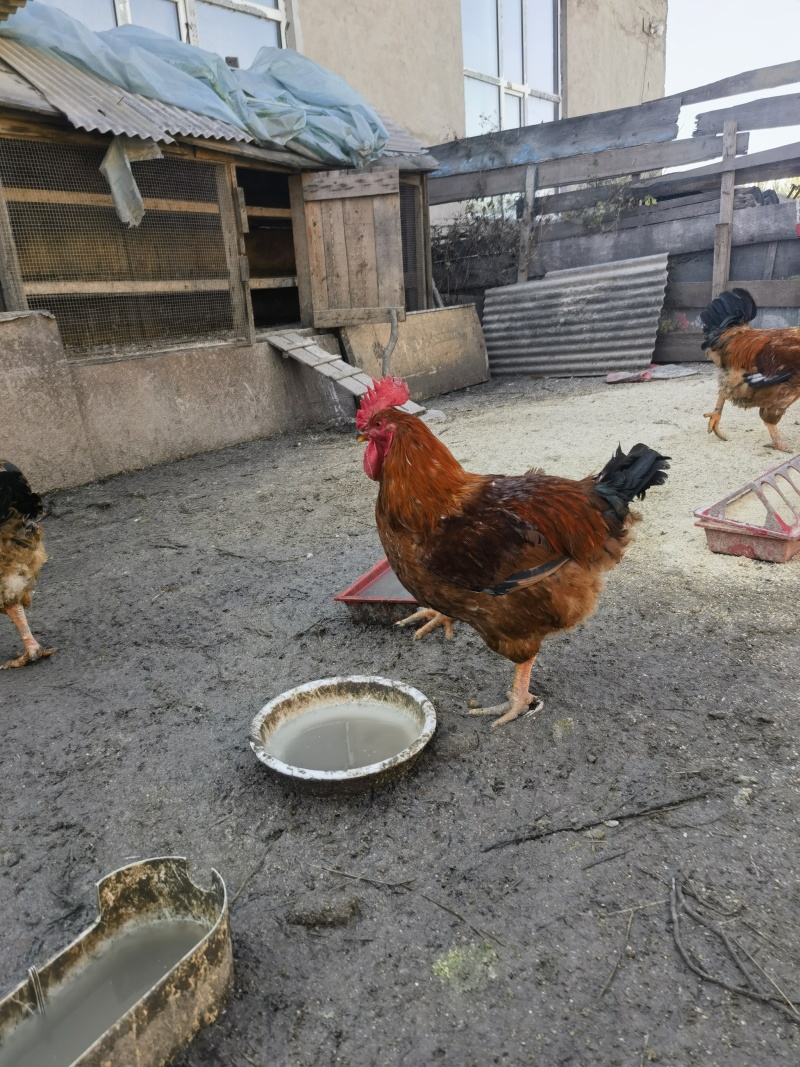 笨喂散养大公鸡