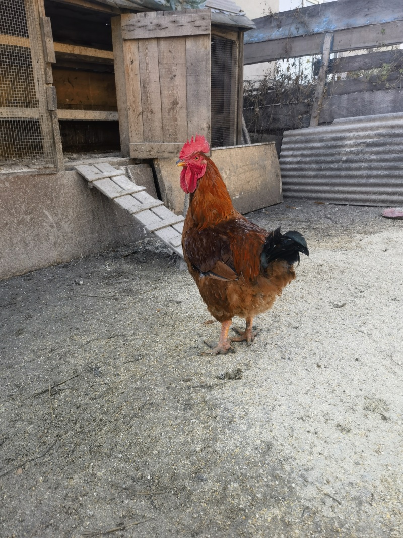 笨喂散养大公鸡